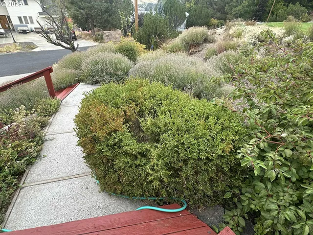 a view of path along with trees