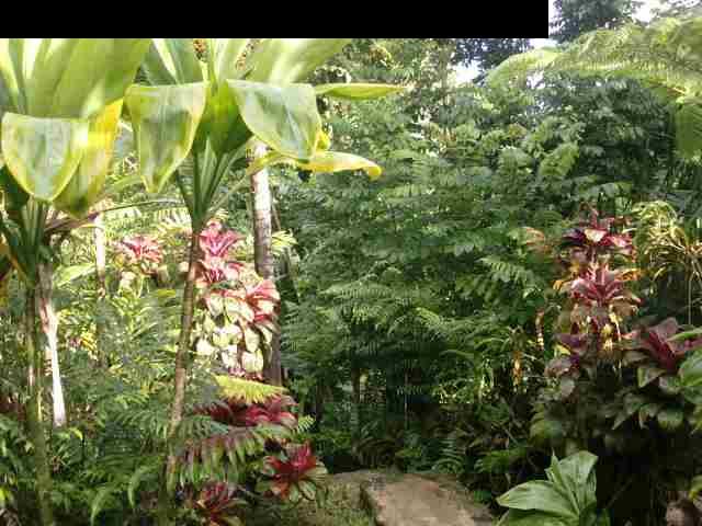 720 Nahiku Road Hana, HI 96713 - Photo 1 of 9 a plant view