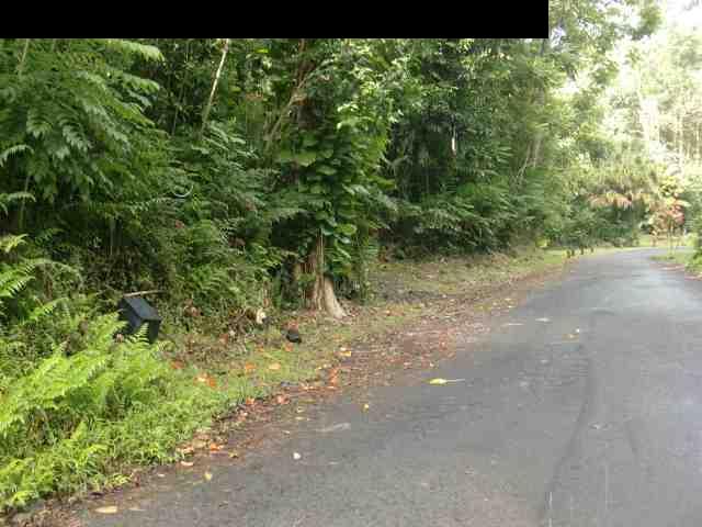 720 Nahiku Road Hana, HI 96713 - Photo 3 of 9 a view of a forest with a tree