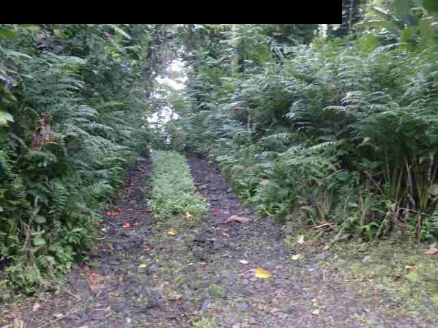 720 Nahiku Road Hana, HI 96713 - Photo 4 of 9 a view of a forest that has a tree