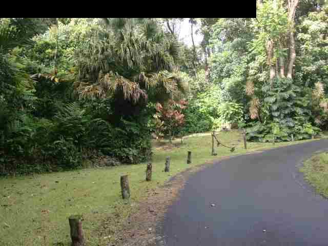 720 Nahiku Road Hana, HI 96713 - Photo 6 of 9 a view of outdoor space and yard