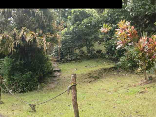 720 Nahiku Road Hana, HI 96713 - Photo 7 of 9 a view of a yard with plants and large trees
