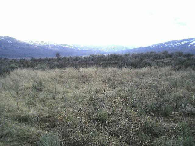 22909 Ahtanum Road Yakima, WA 98903 - Photo 4 of 9 a view of a lush green forest with a mountain