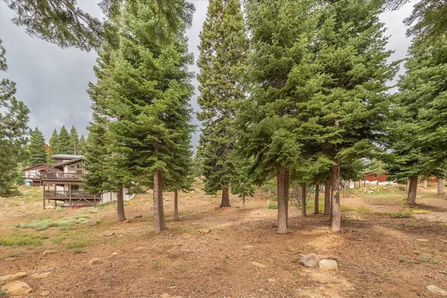 a view of a yard with plants and trees