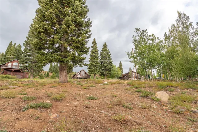 a view of a yard with a tree
