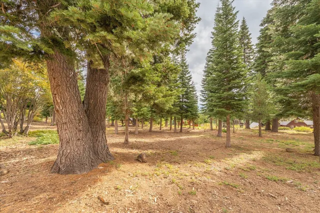 a view of road with trees
