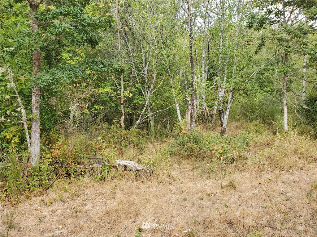 641 Boistfort Road Curtis, WA 98538 - Photo 13 of 19 a plant is in the middle of a yard