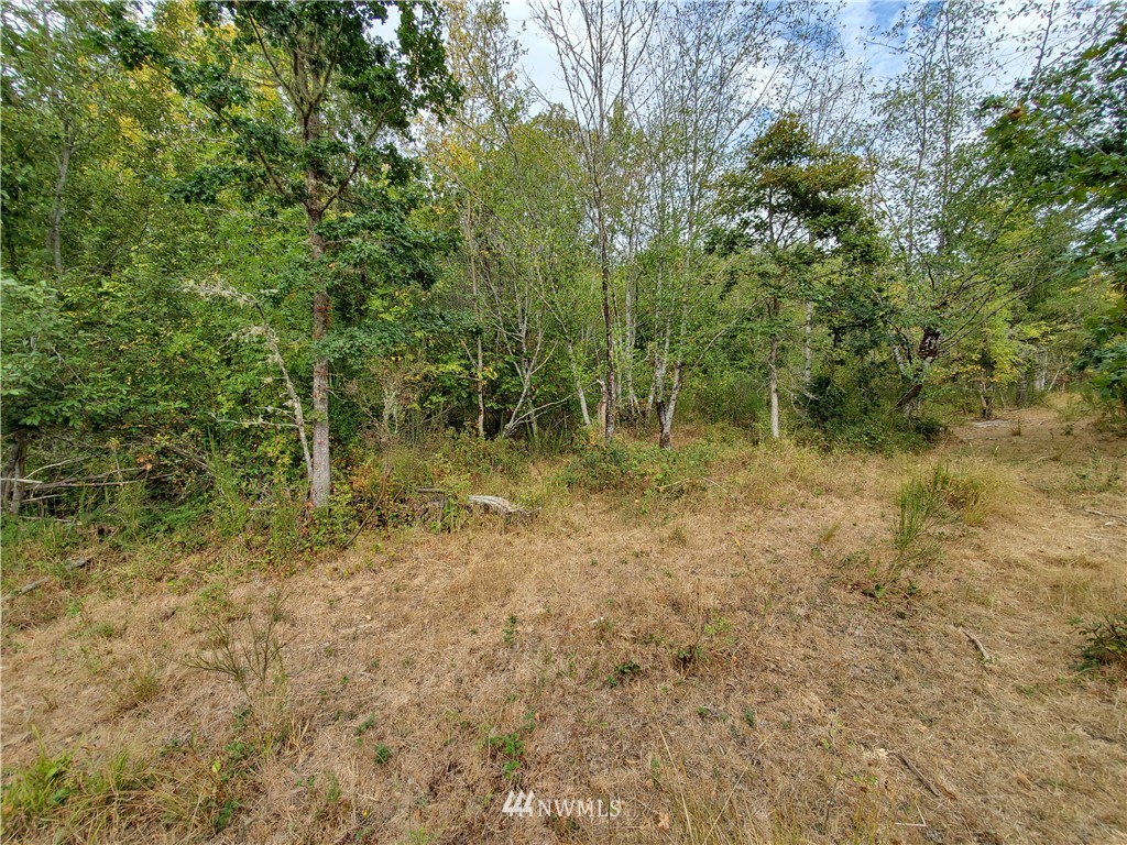 641 Boistfort Road Curtis, WA 98538 - Photo 14 of 19 a view of outdoor space and green space