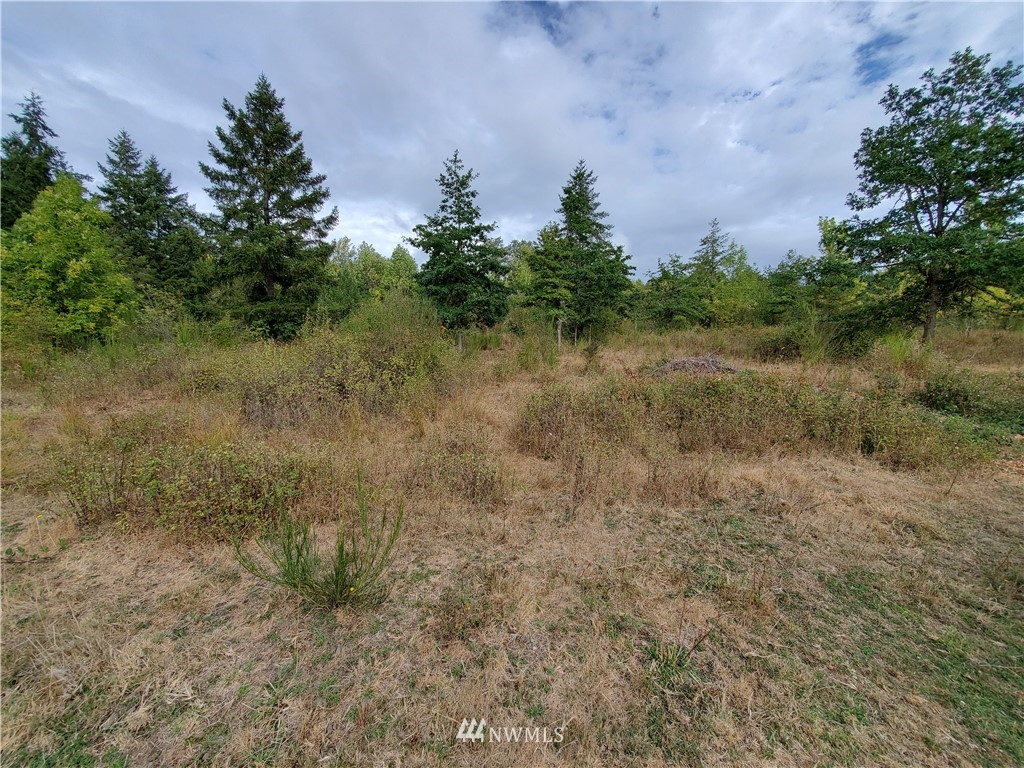 641 Boistfort Road Curtis, WA 98538 - Photo 16 of 19 a view of a dry yard with trees in the background