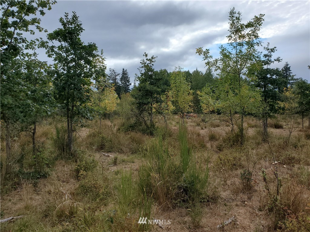 641 Boistfort Road Curtis, WA 98538 - Photo 18 of 19 a view of a yard with a tree