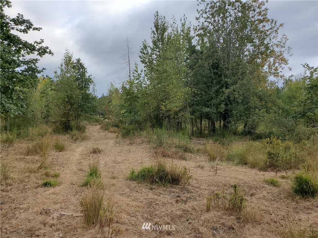 641 Boistfort Road Curtis, WA 98538 - Photo 19 of 19 a view of a lake with lots of trees