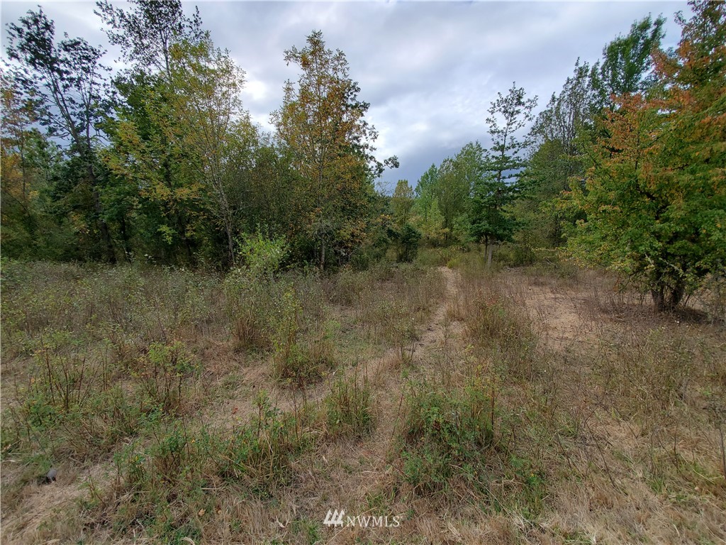 641 Boistfort Road Curtis, WA 98538 - Photo 9 of 19 a view of a forest with lots of trees
