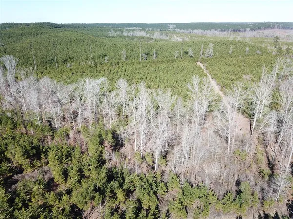 a view of a lush green forest with lush green forest