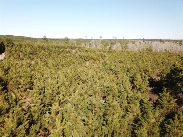 a view of a lush green forest with lush green forest
