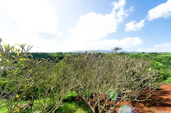 view of a bunch of trees