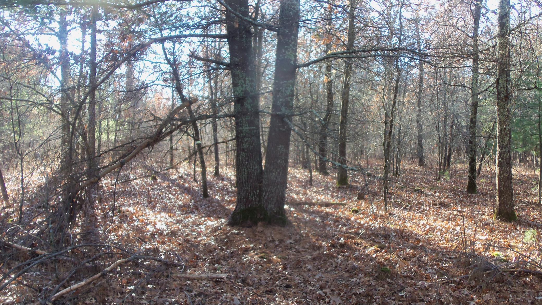 Lot 5 McLain Road Grantsburg, WI 54840 - Photo 13 of 13