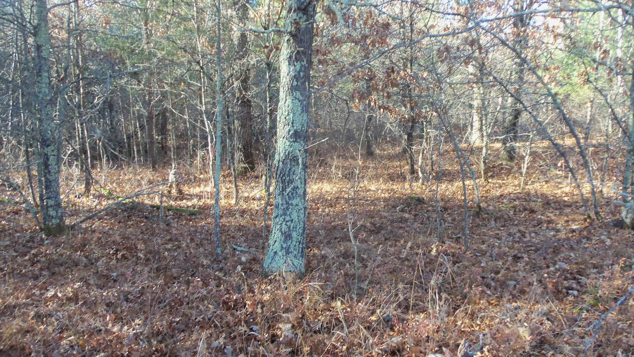 Lot 5 McLain Road Grantsburg, WI 54840 - Photo 4 of 13