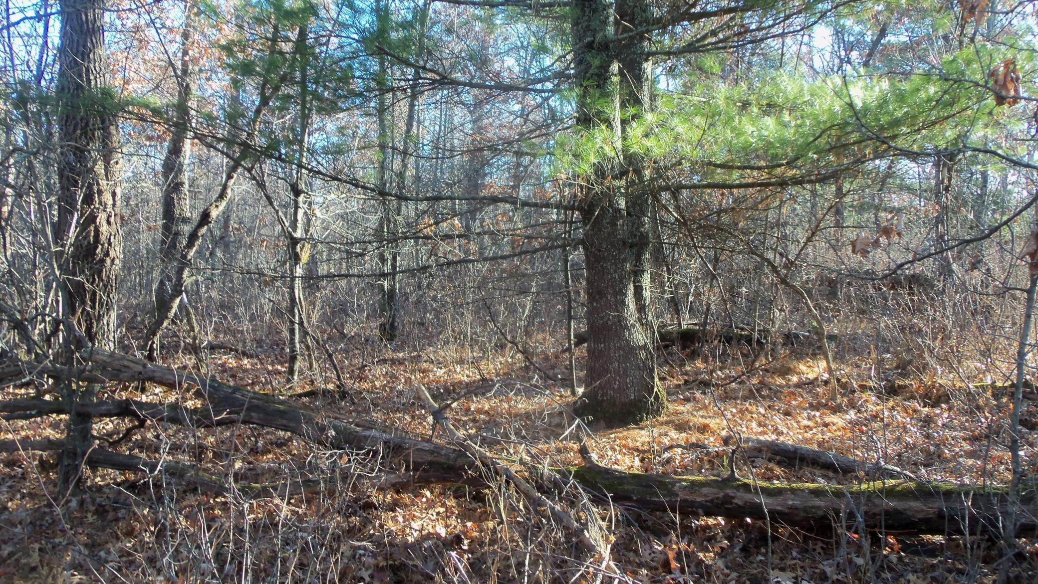 Lot 5 McLain Road Grantsburg, WI 54840 - Photo 6 of 13