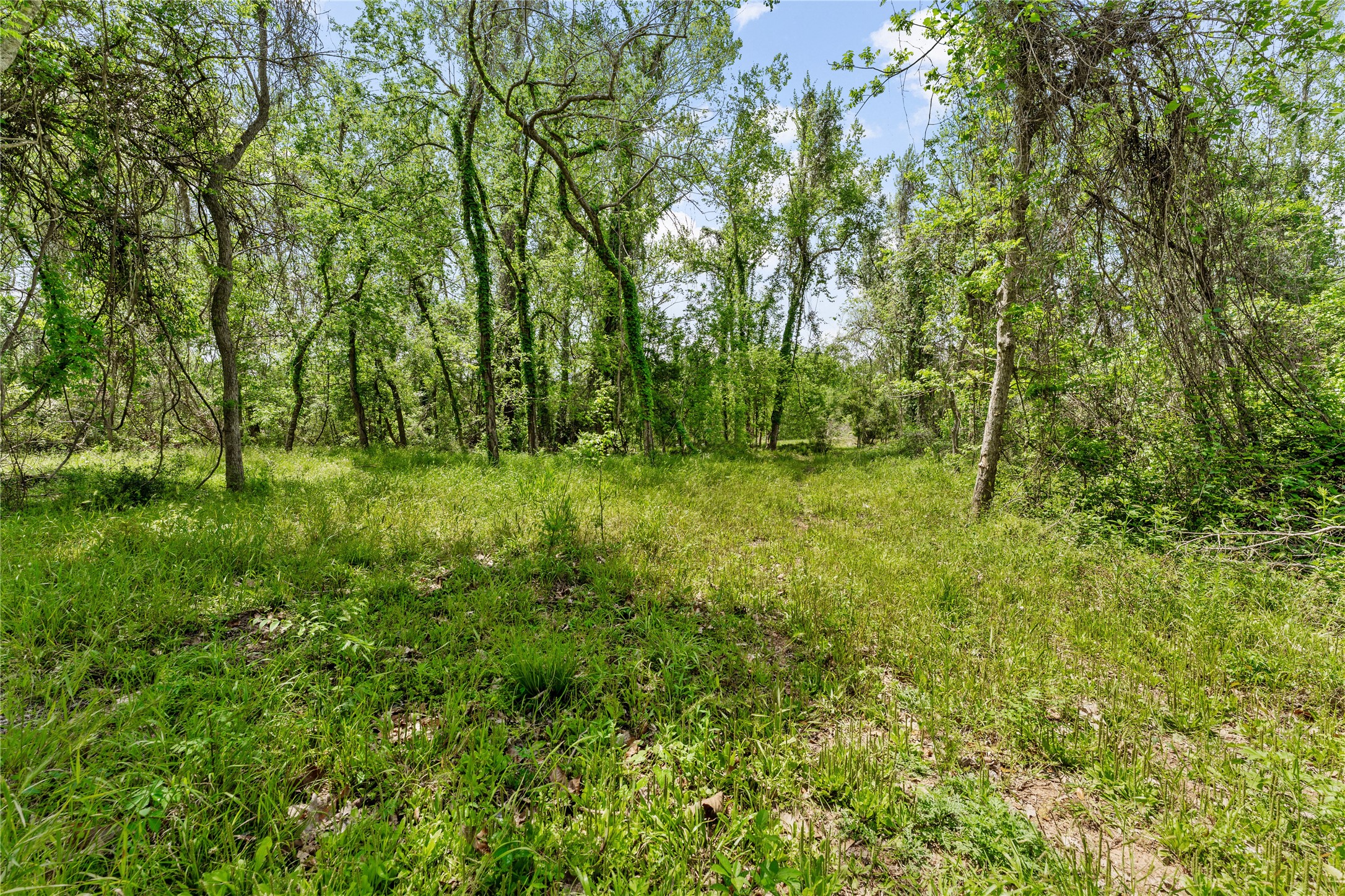 0 King's Oak Drive Damon, TX 77430 - Photo 12 of 29