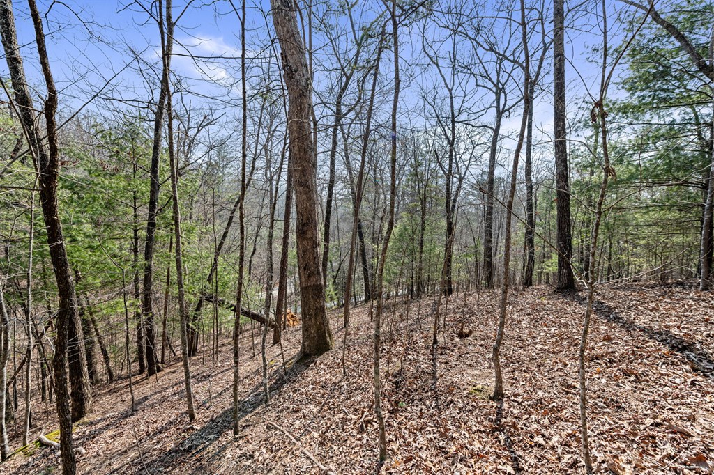 3 Old Mill Road Mineral Bluff, GA 30559 - Photo 16 of 45 a view of a forest with lots of trees
