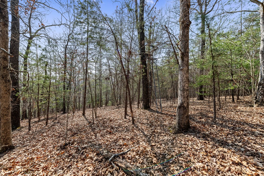 3 Old Mill Road Mineral Bluff, GA 30559 - Photo 21 of 45 a view of a forest filled with trees