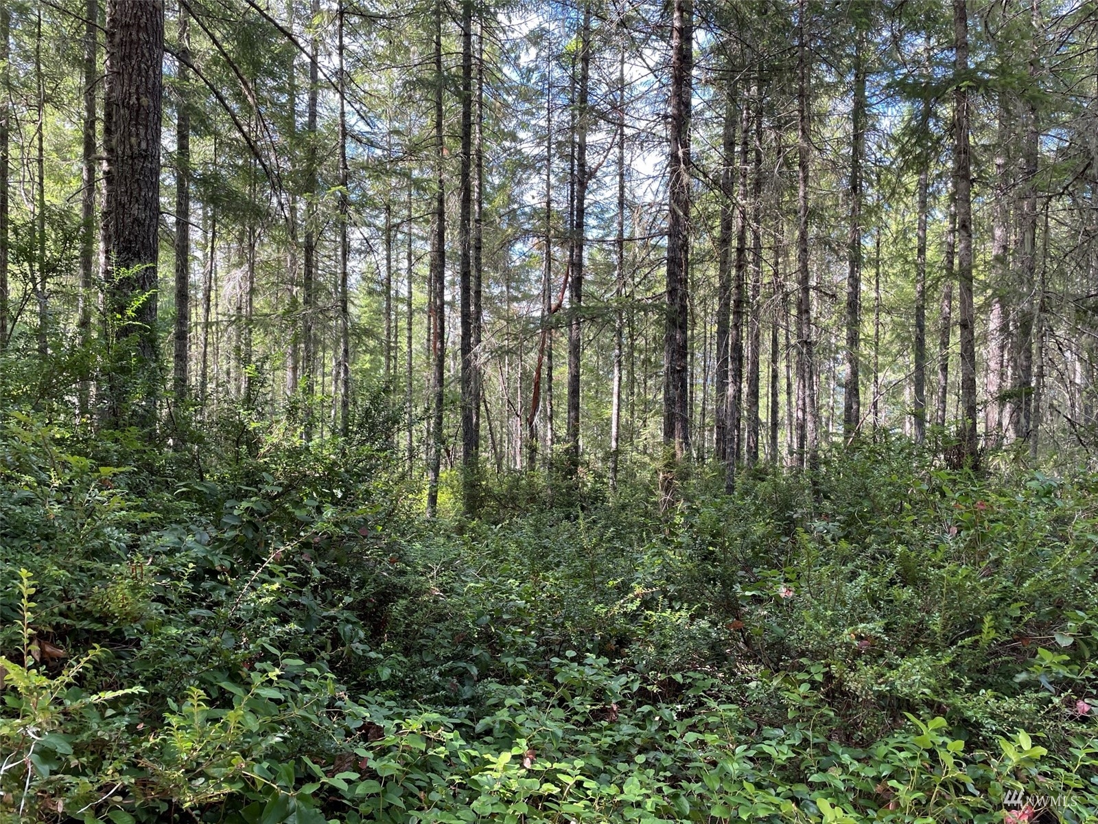 -xxx East Dalby Road Union, WA 98592 - Photo 2 of 17 a view of forest