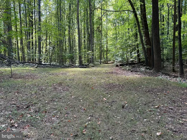 a view of a yard with lots of trees