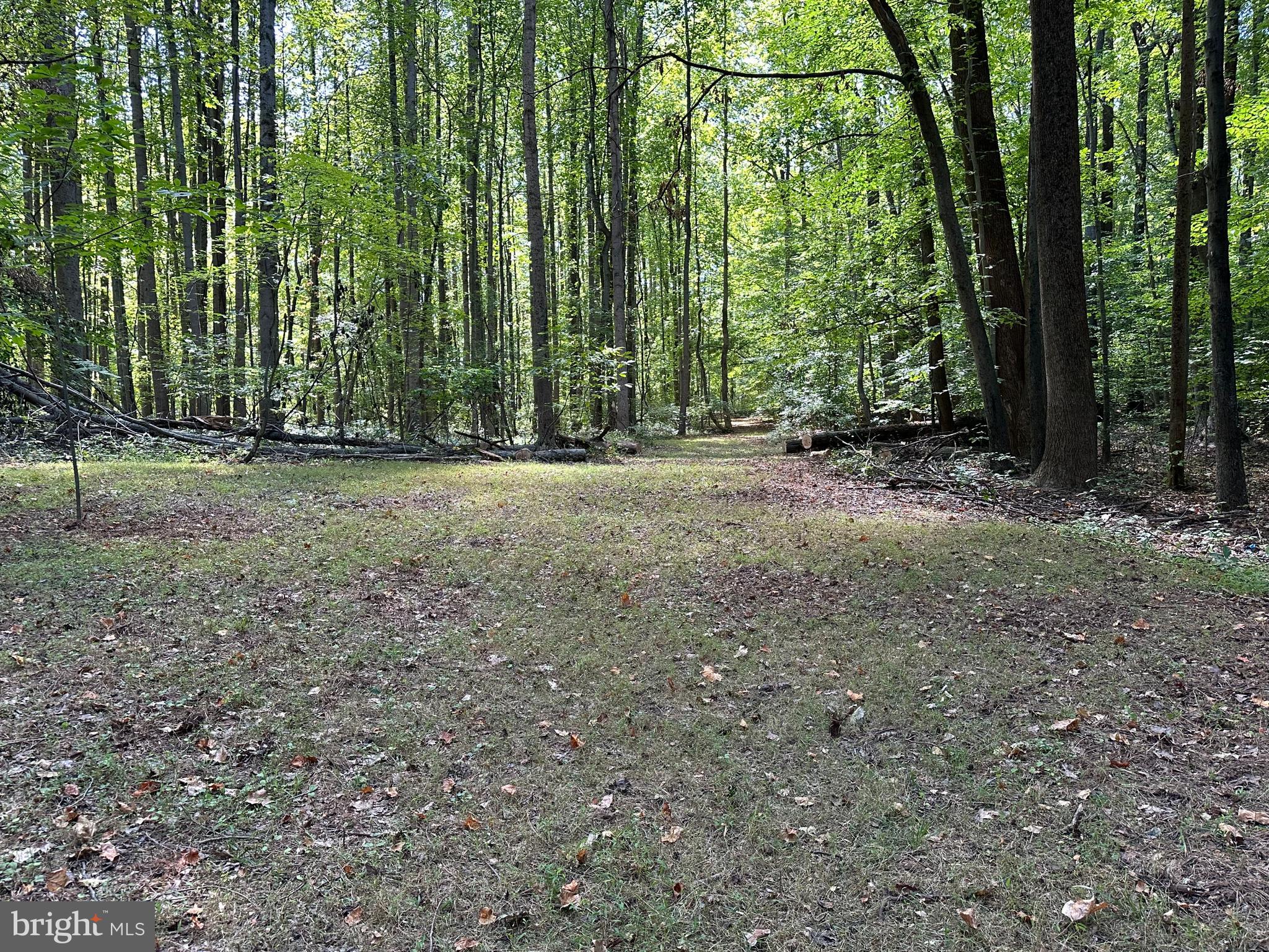 1504 Cogar Road Bowie, MD 20716 - Photo 1 of 2 a view of a yard with lots of trees