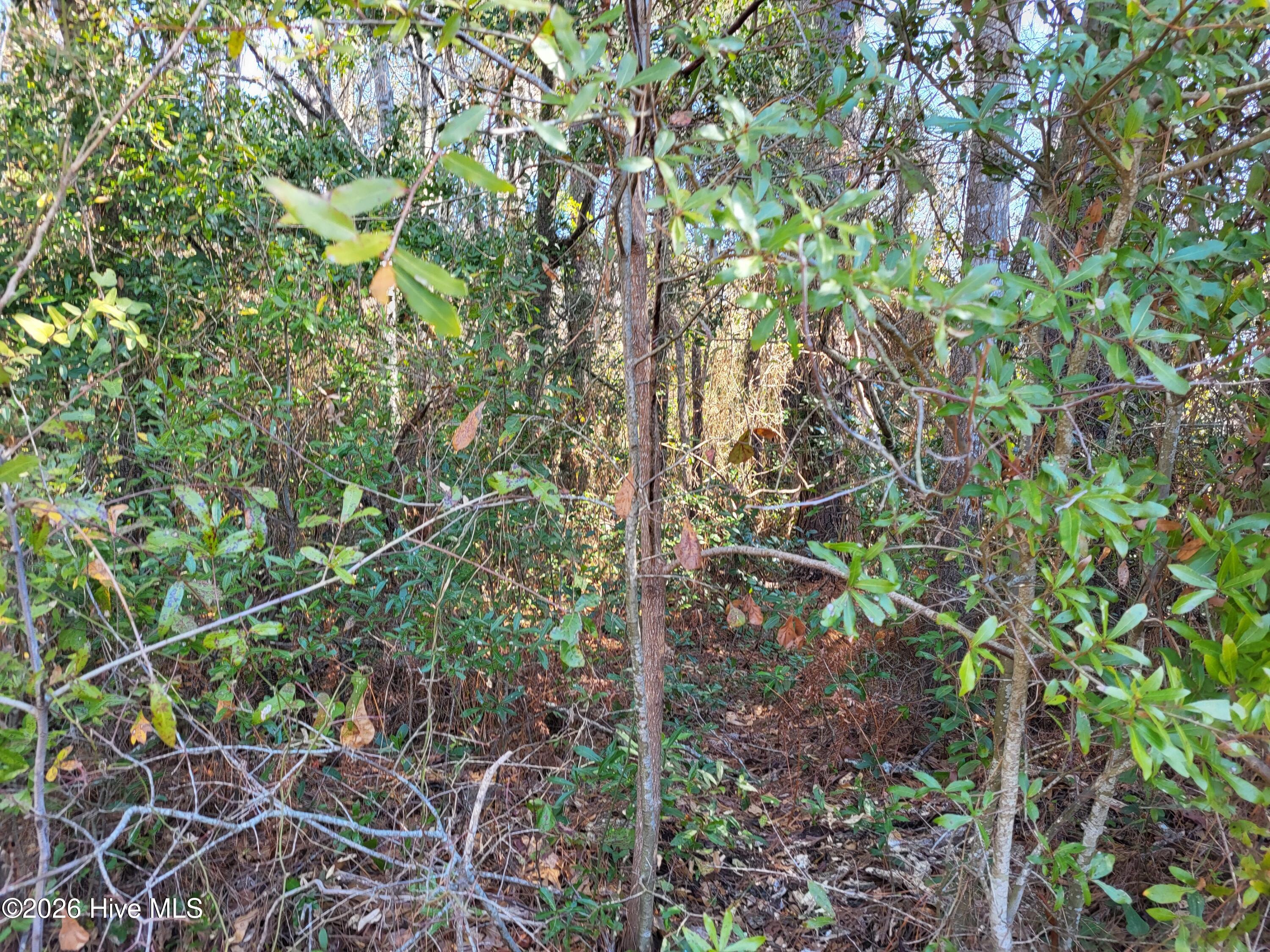 2836 Shell Landing Road Southwest Supply, NC 28462 - Photo 3 of 5 Shell Landing 3.9 Acre #2