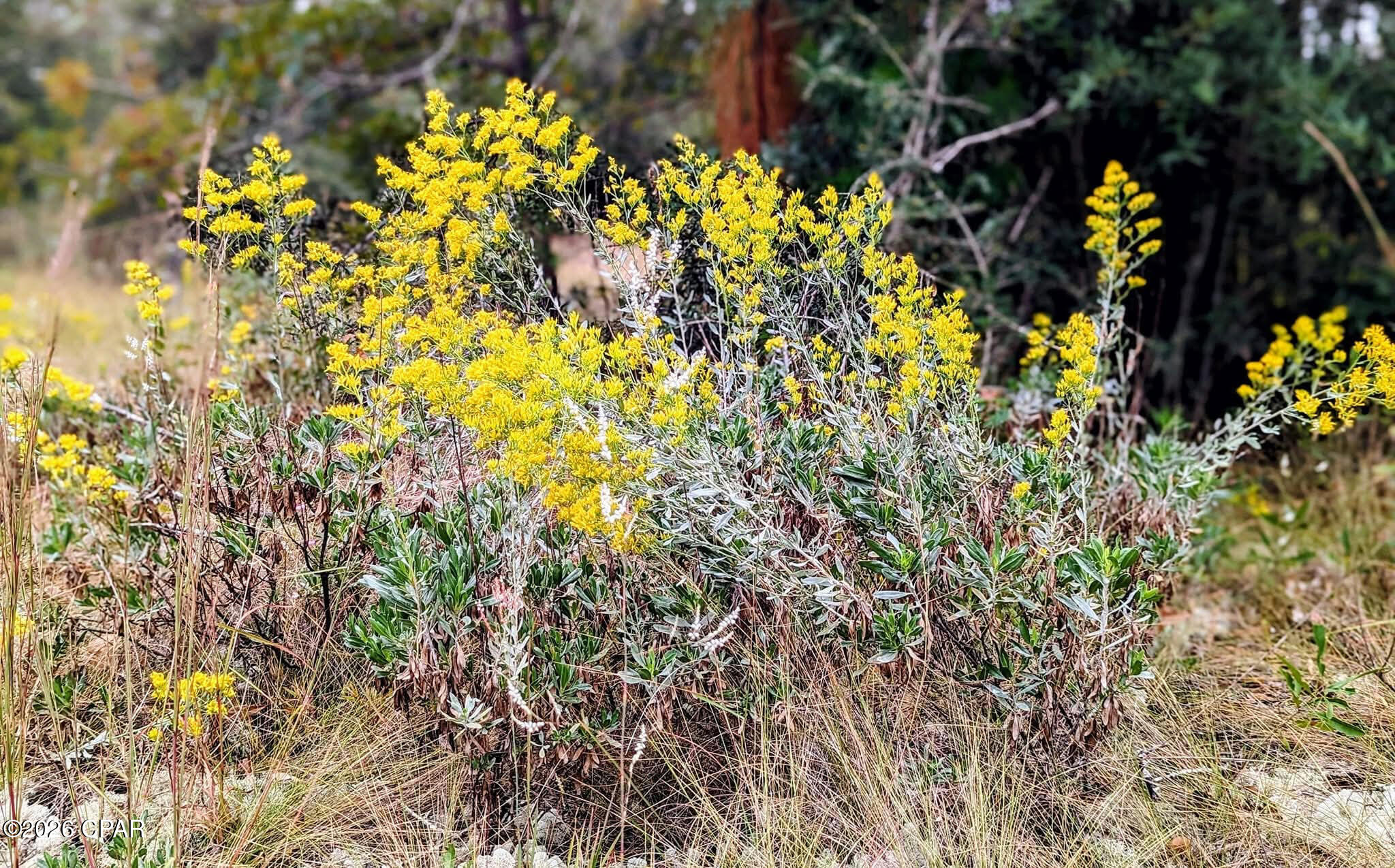 4303 Twin Ponds Road Marianna, FL 32448 - Photo 15 of 24