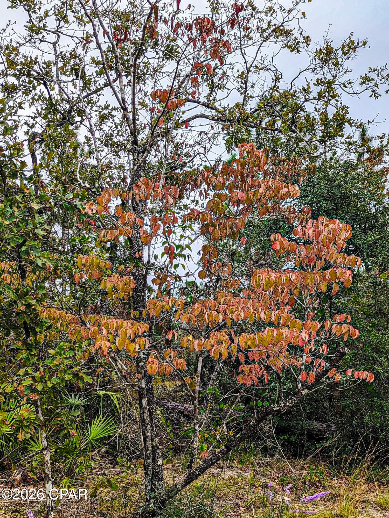 4303 Twin Ponds Road Marianna, FL 32448 - Photo 17 of 24