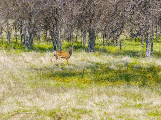 $2,950,000 | 359 County Road 306, Elk Creek, CA 95939