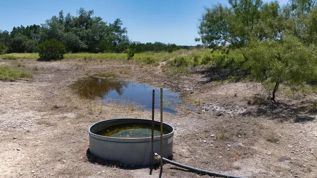 a view of a bunch of trees and bushes