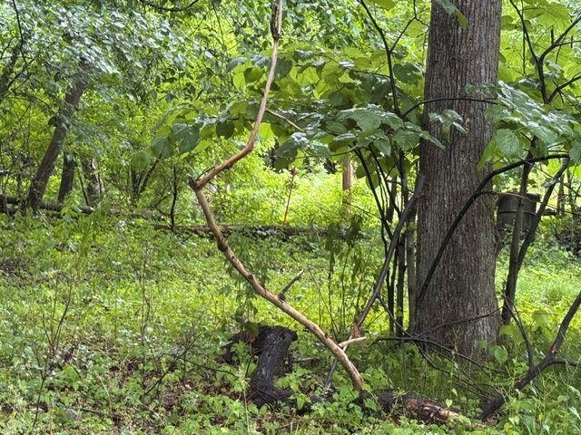 N5523 County Road West Wild Rose, WI 54984 - Photo 10 of 10