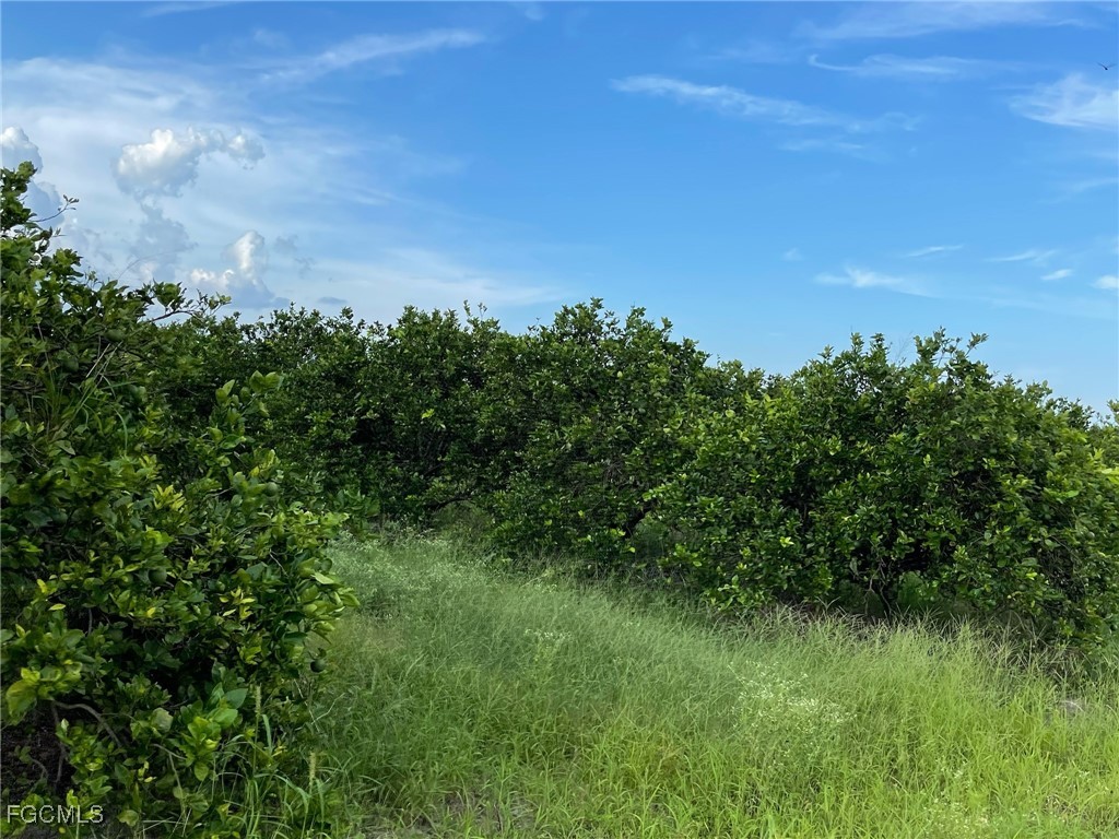 6380-6340 6th Road LaBelle, FL 33935 - Photo 2 of 9 a view of a big yard with plants and large trees