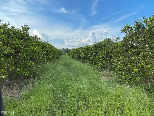 a view of a big yard with large trees
