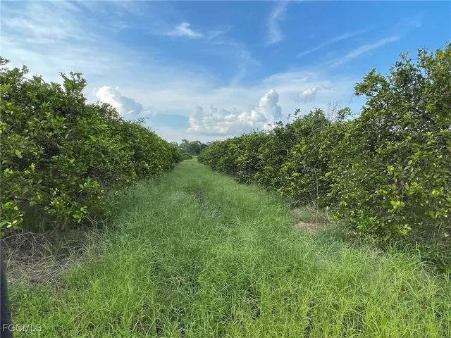 a view of a big yard with large trees