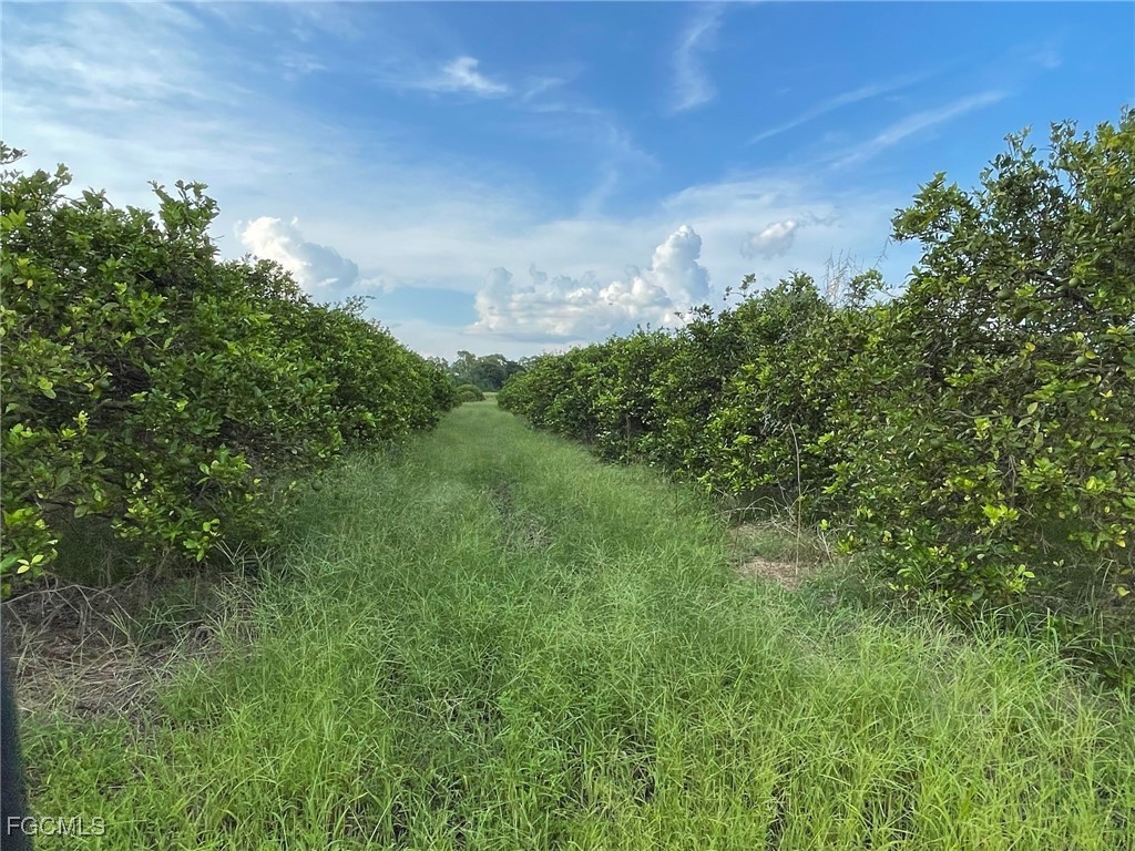 6380-6340 6th Road LaBelle, FL 33935 - Photo 3 of 9 a view of a big yard with large trees