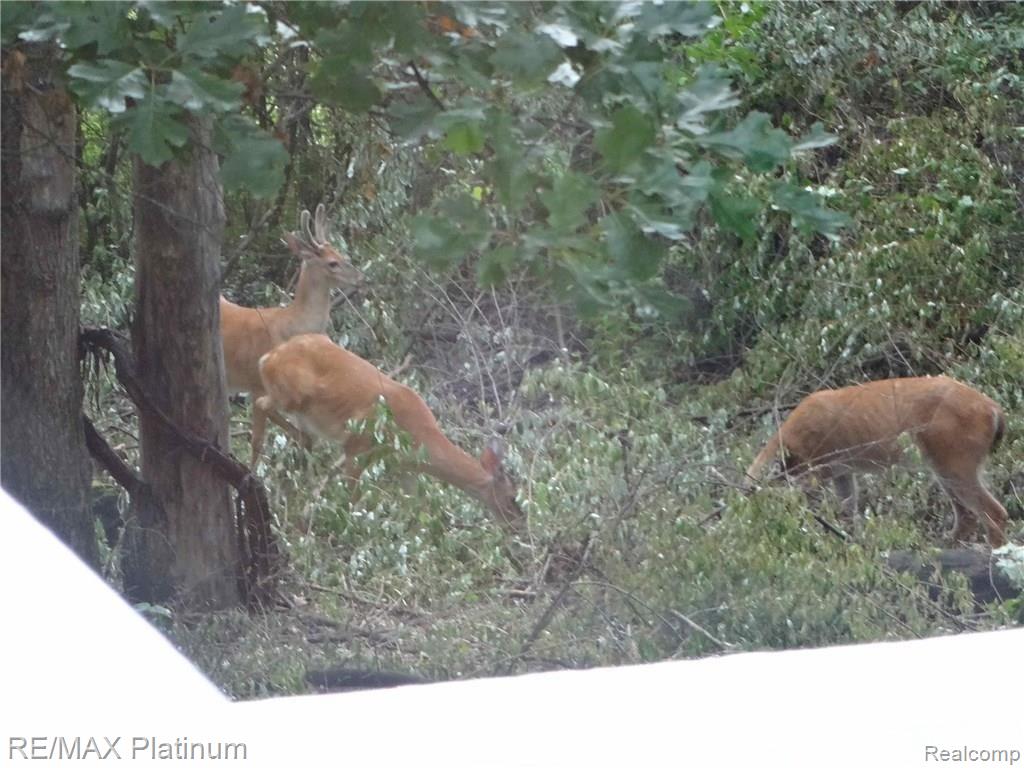 6945 Gawley Road Pinckney, MI 48169 - Photo 75 of 76 Seller provide deer shots- You can hunt at home!!!