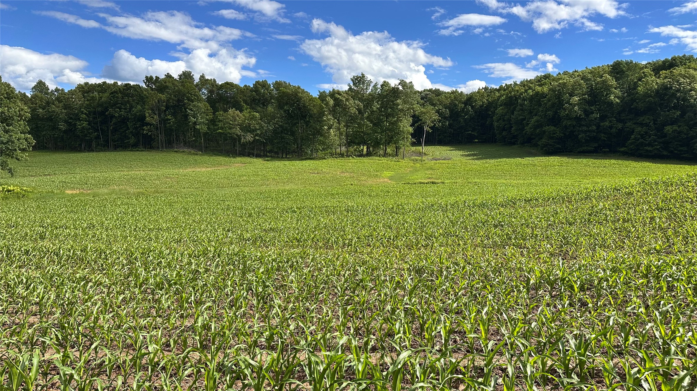 Xx County Rd Q Downing, WI 54734 - Photo 45 of 45