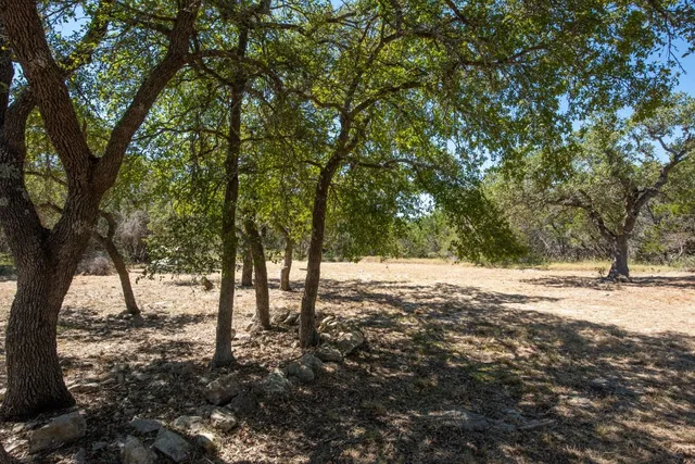 a view of large trees with yard