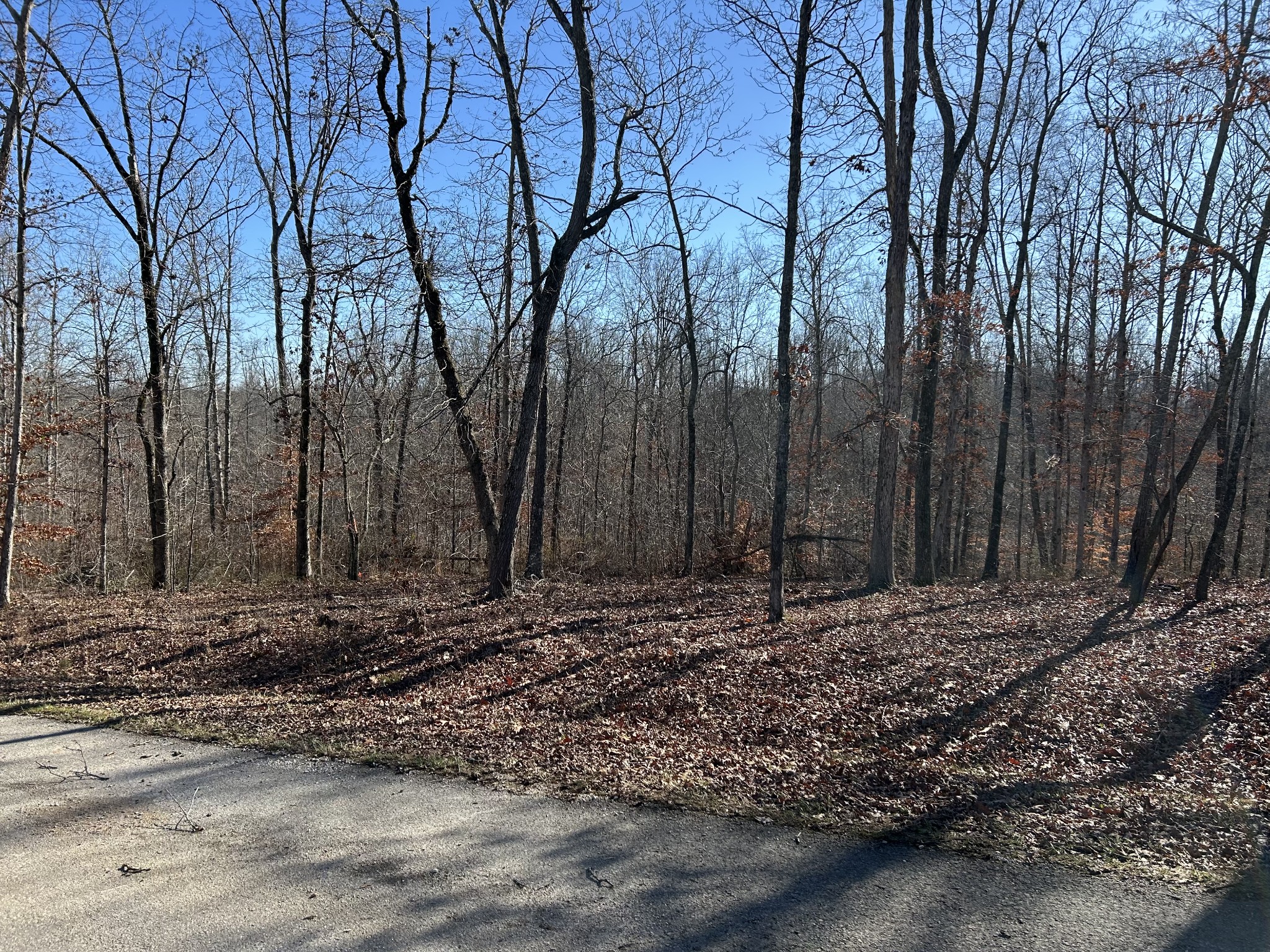 9 Slaughter Road Santa Fe, TN 38482 - Photo 6 of 7 a big yard with lots of green space