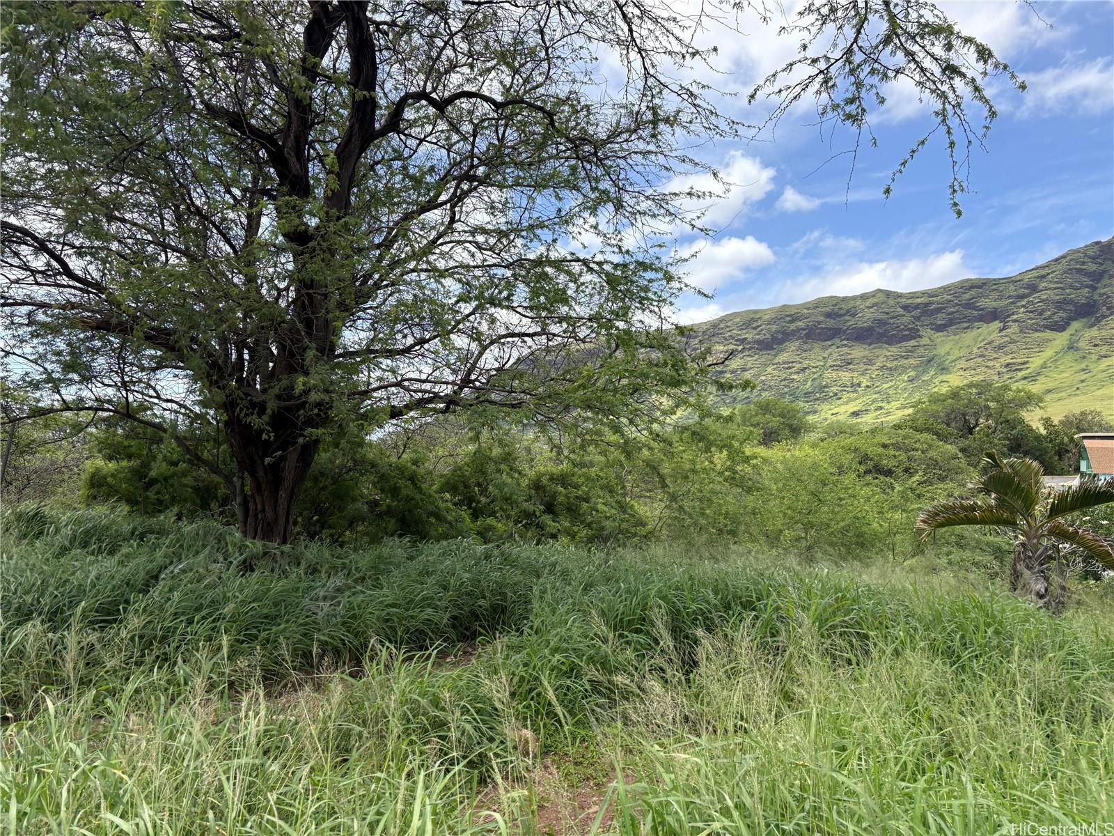 a view of a forest with a tree