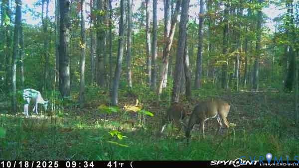 0 Davis Mill Road Goochland, VA 23063 - Photo 23 of 24 Trail camera