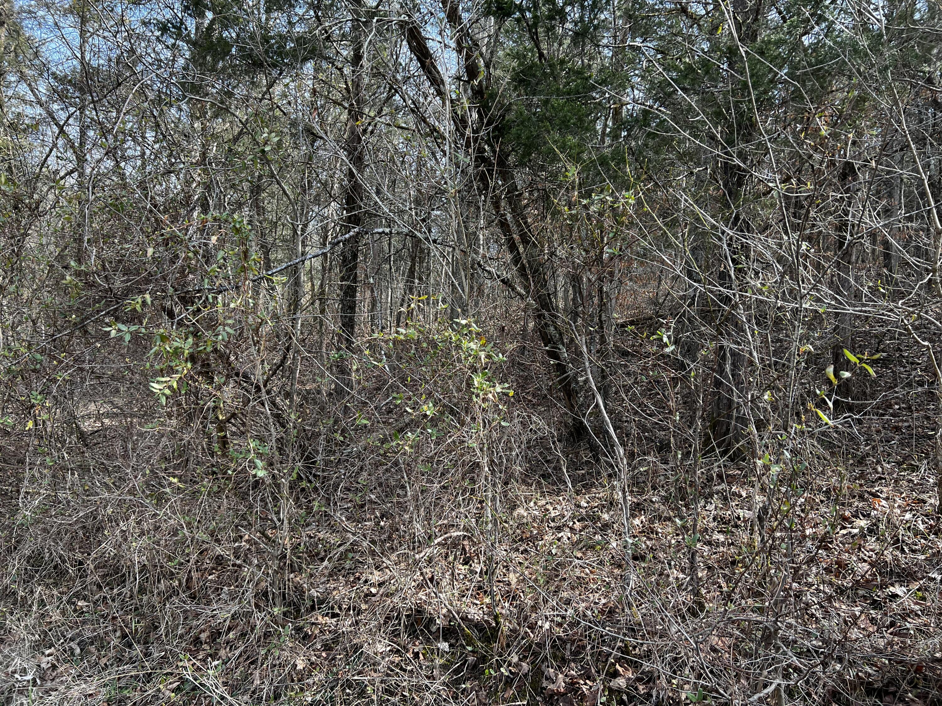 25.71-ac Fork Lick Road Corinth, KY 41010 - Photo 5 of 7 Gallery Image 5
