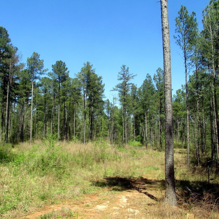 0 Henry Thomas Road Belton, SC 29627 - Photo 1 of 18