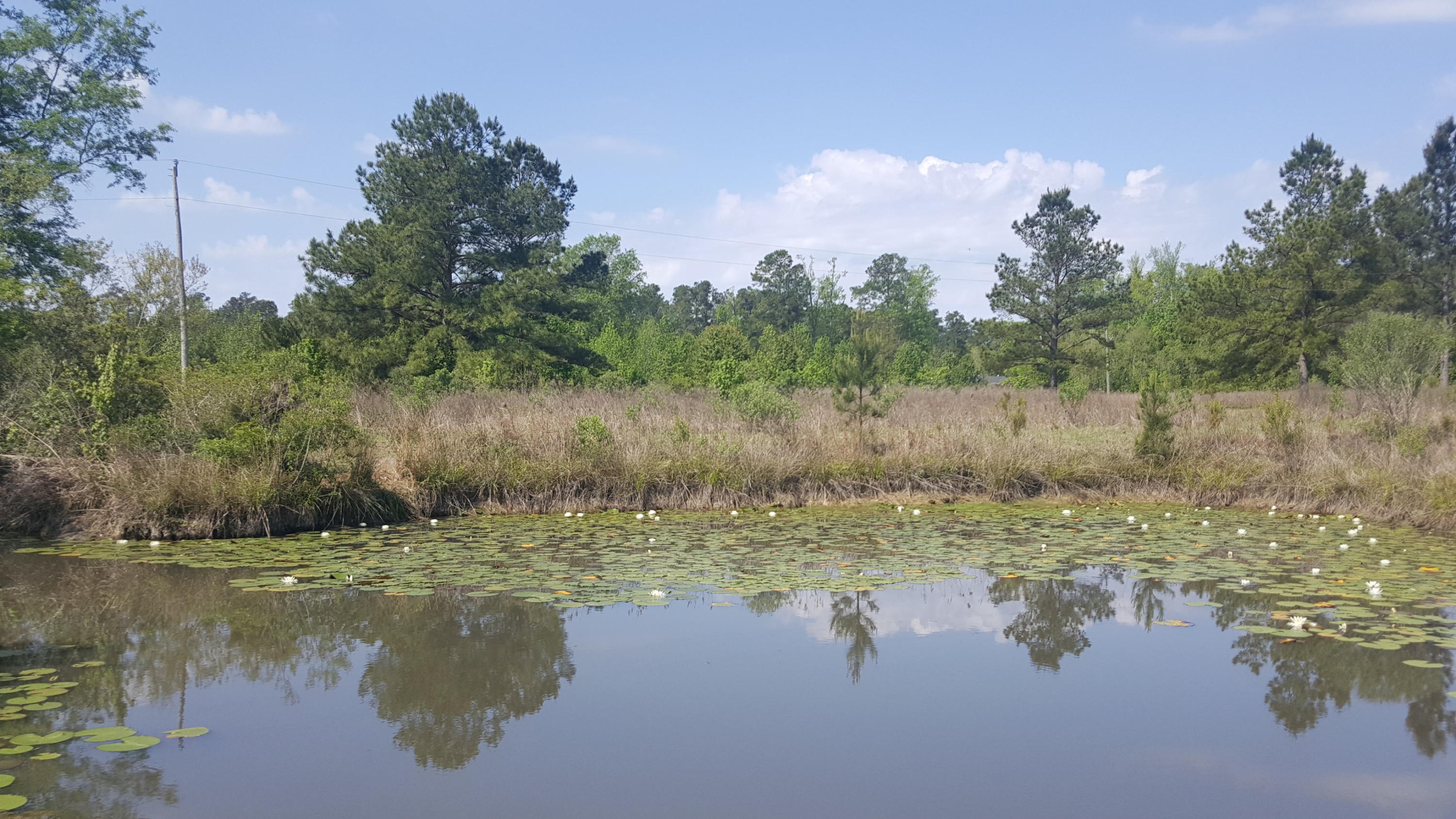 221 County Rd S-18-494 Ridgeville, SC 29472 - Photo 7 of 7 View of land from opposite side of pond