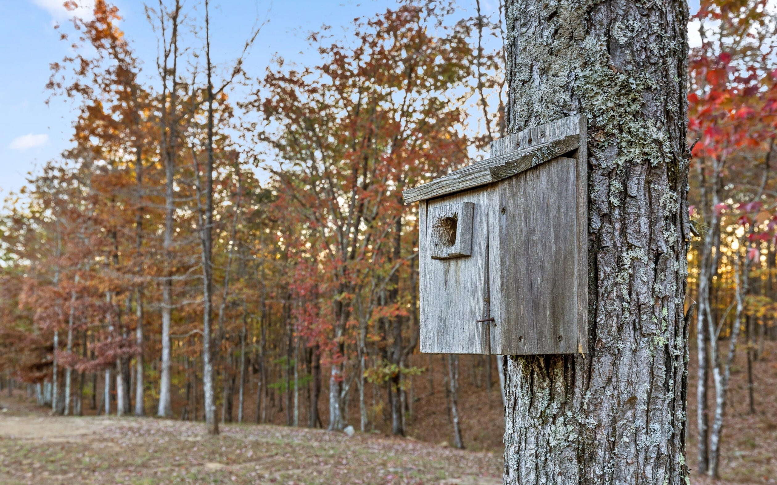 3868 Hobbstown Road Dunlap, TN 37327 - Photo 13 of 59 Wildlife abounds