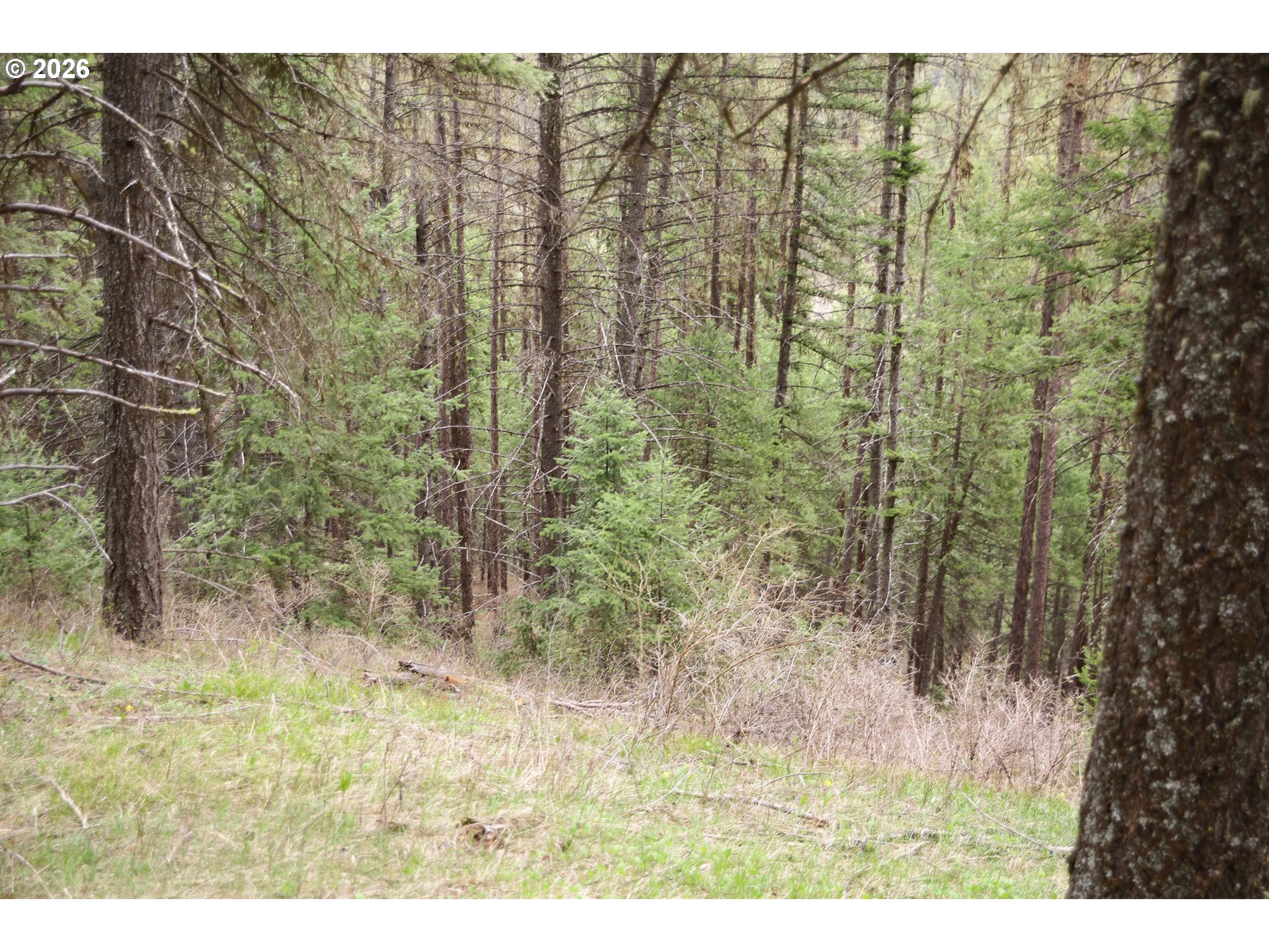 74759 Good Road Elgin, OR 97827 - Photo 6 of 7 a view of a yard with trees in the background