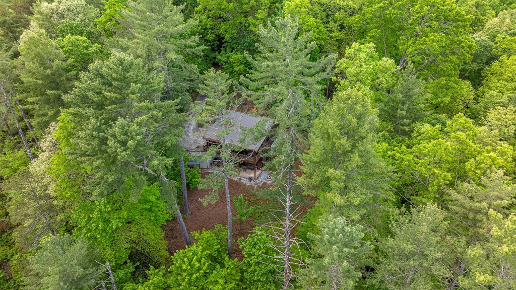 205 Mountain View Road Cherry Log, GA 30522 - Photo 26 of 28 a view of a forest with a tree